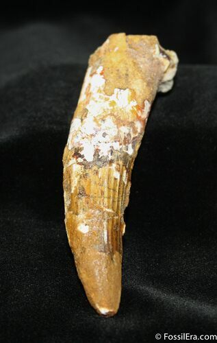 Big Inch Spinosaurus Tooth (Restored tip) #735